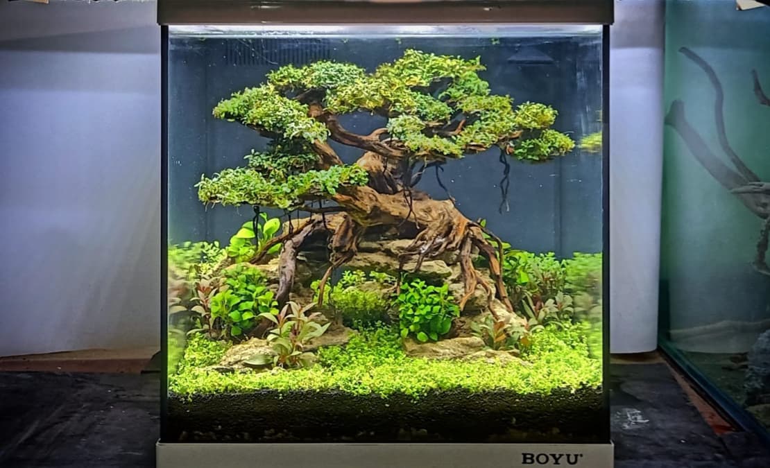 Aquarium — vue 1