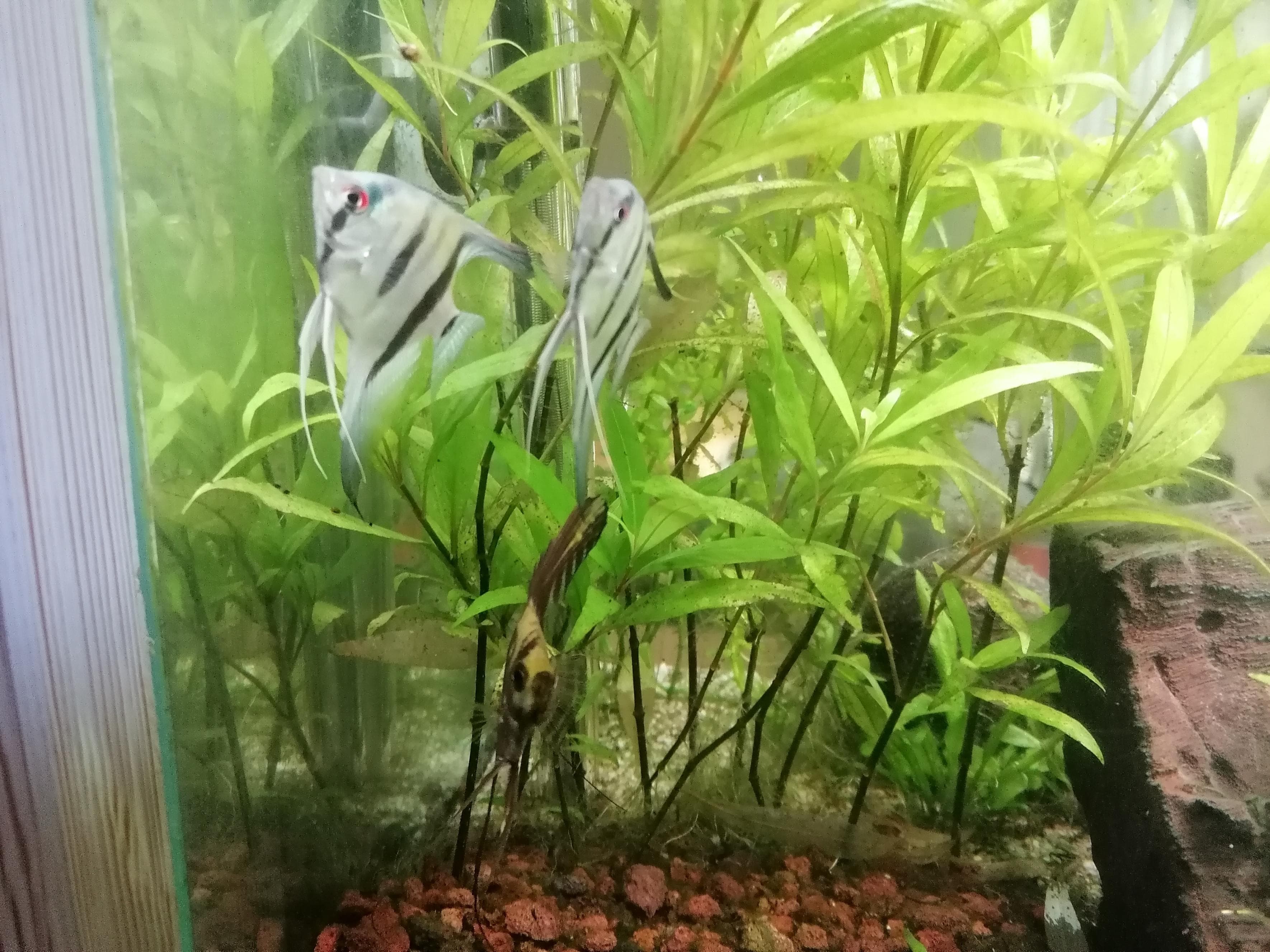 Aquarium — vue 2