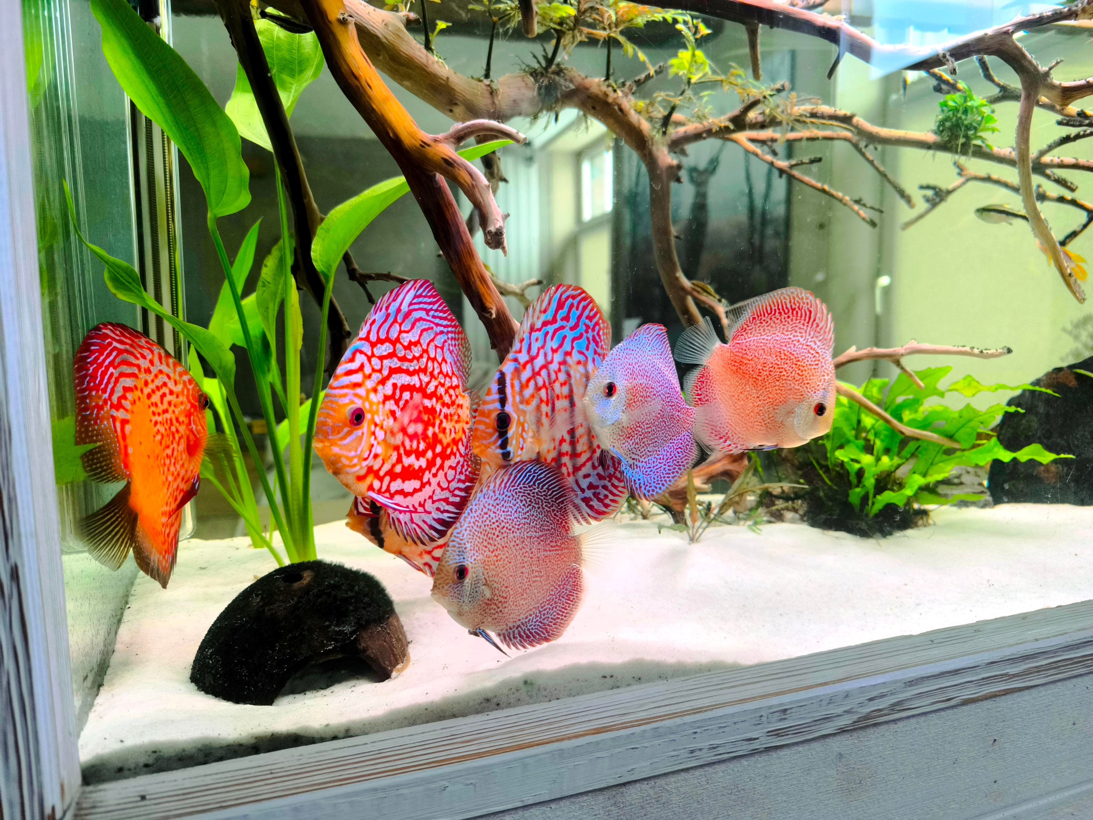 Aquarium